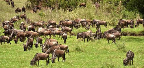 Mara River Lodge Aitong Экстерьер фото